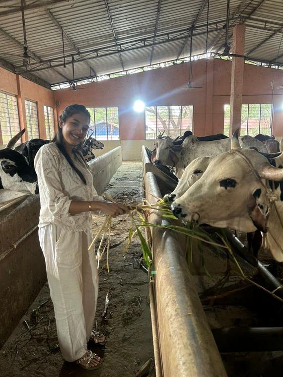 A volunteer feeding fresh grass to the cows at the gaushala
